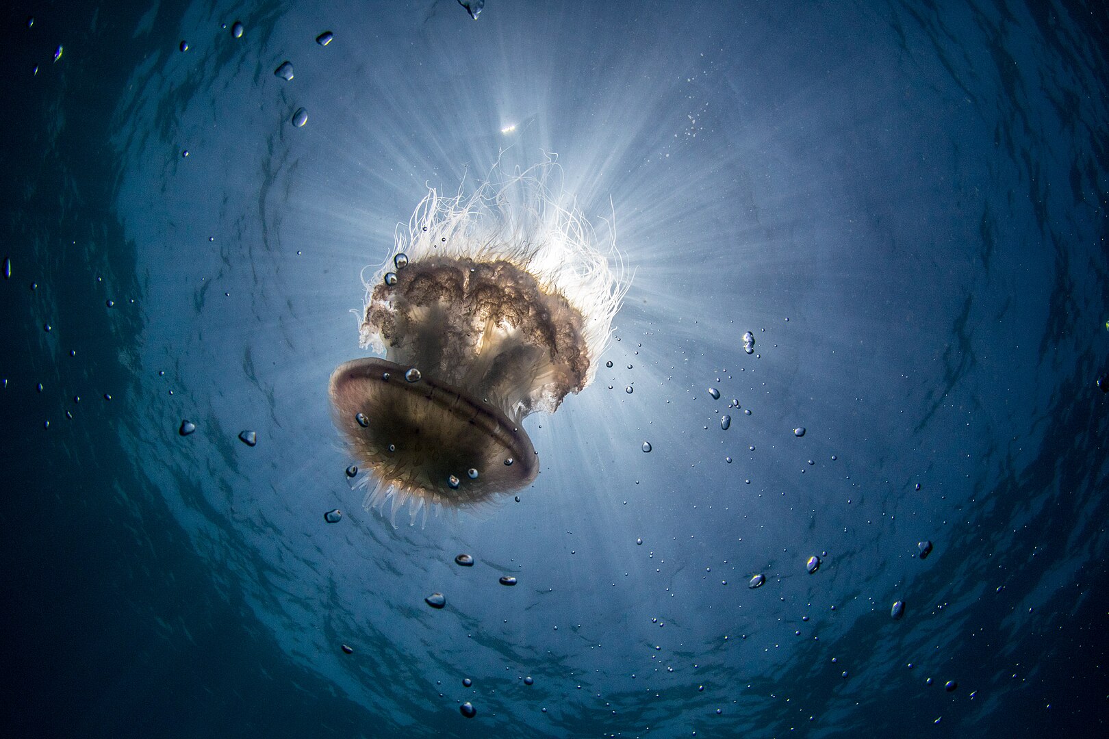1620px-Phuket_Thailand_Unsplash_xE5vmelyM6k Phuket Jellyfish