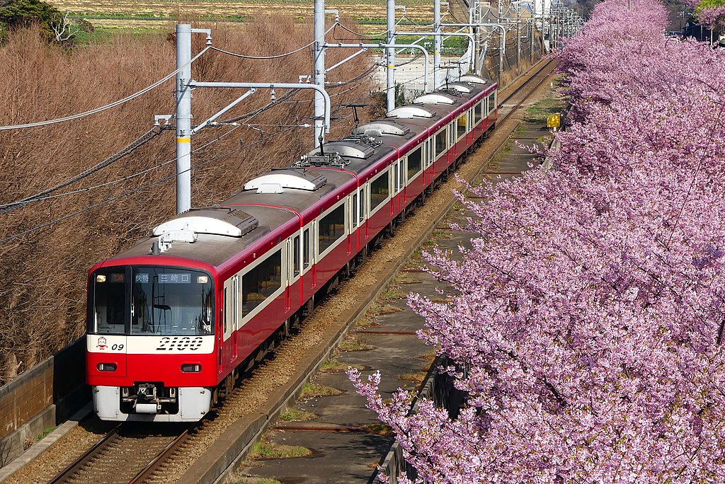 Japan Eliminates Visa Fees for Filipino Tourists: What You Need to Know The rapid limited express 2100 train that runs between Miura Kaigan Station and Misakiguchi Station on the Keikyu Kurihama Line, and rows of Kawazu cherry trees during the Miura Kaigan Cherry Blossom Festival.